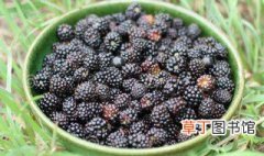 黑莓冻干粉作用 黑莓冻干粉有什么作用