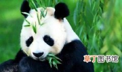 熊猫怎么被选为国宝的 熊猫为什么选为国宝