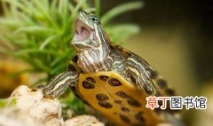 巴西龟怎么繁殖 巴西龟怎么繁殖要什么土才能繁殖