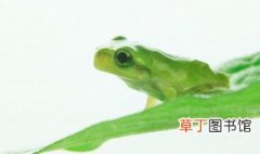角蛙几厘米可以去繁殖 角蛙怎么繁殖