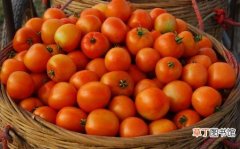 西红柿到底生吃好还是做菜好 西红柿的食用禁忌大全