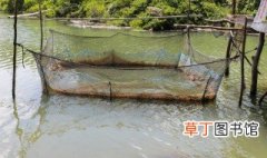 草鱼怎么养殖技术 草鱼养殖方法与技术