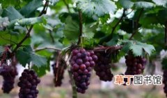 葡萄在几月份种植 葡萄在什么时候种植