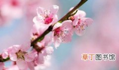 什么的桃花 桃花属蔷薇科植物 桃花是什么桃花属蔷薇科植物