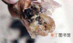 雪蛤的食用方法 如何食用雪蛤