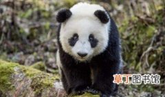 大熊猫的资料完整介绍 关于熊猫的简介