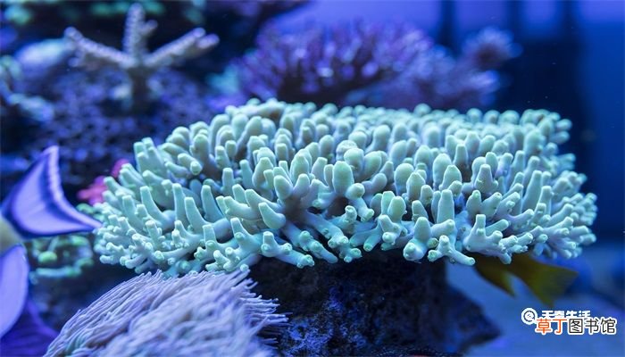 珊瑚是生物吗 珊瑚是生物吗为什么