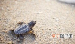 乌龟的寿命一般多少年 乌龟的寿命有多长