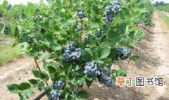 盆栽蓝莓的种植和养护方法 关于盆栽蓝莓的种植和养护方法