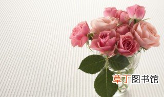 盆栽玫瑰花需要注意哪些事项 养殖盆栽玫瑰花注意事项