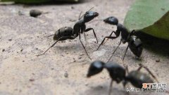 灭蚂蚁最有效的土方法最有效的方法 蚂蚁来一只灭一只