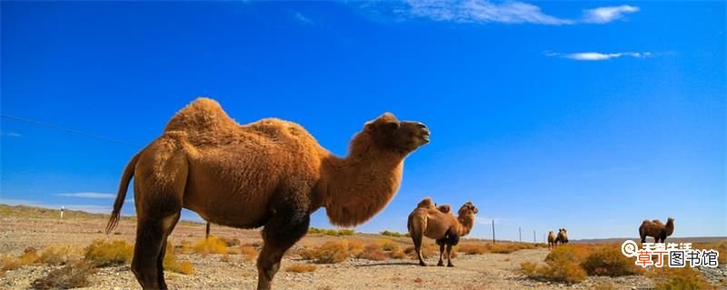骆驼的驼峰是储存什么的 驼的驼峰里主要储存的是什么