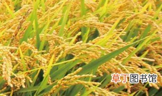 寒地水稻种植 寒稻什么时候种植