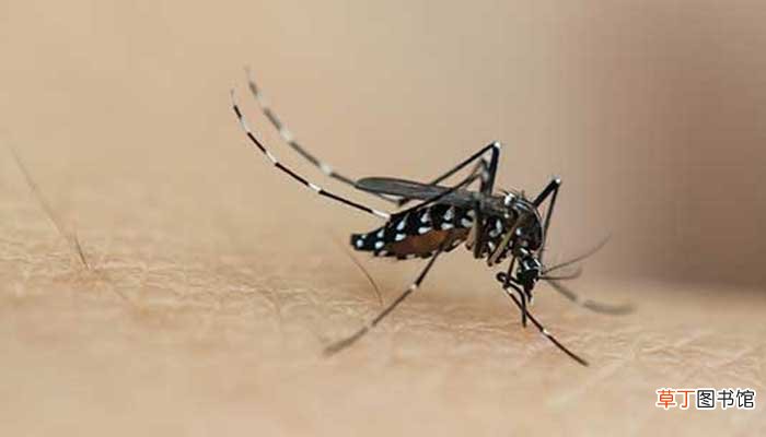 公蚊子和母蚊子的区别 公蚊子和母蚊子有啥区别