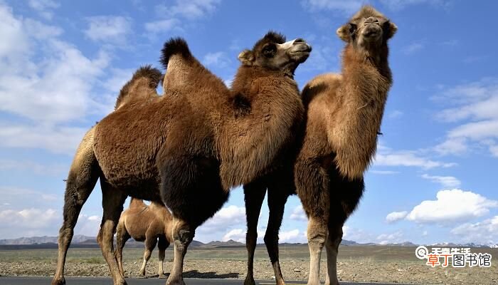 骆驼为什么能在沙漠中行走 骆驼为什么能在沙漠中生存下来
