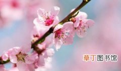 桃花杏花梨花的开花顺序是啥 桃花杏花梨花什么时候开花