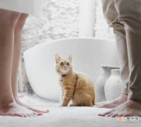猫为什么讨厌自己伴侣 是出于嫉妒吗？