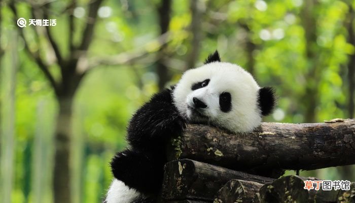 大熊猫生活在什么地方 大熊猫的生活习性