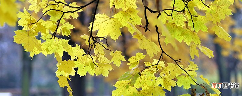 树叶为什么会变黄 树叶会变黄的原因