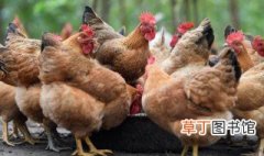 原生态养殖的鸡怎样喂养 怎么生态养鸡