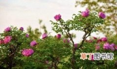 银川紫斑牡丹树种植技巧 甘肃紫斑牡丹种植方法