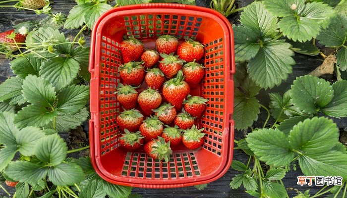 摘下来的草莓不熟怎么办 草莓没熟怎么催熟