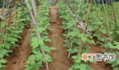 豆角种植的小技巧 豆角种植方法步骤