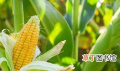 黑龙江玉米高产种植技术 黑龙江玉米种植技巧