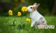 好听可爱的兔子名 兔子的仙气十足又简单的名字