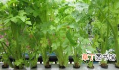 露台盆栽种植菜技巧 阳台菜种植方法
