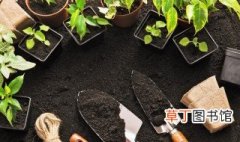 室内种植盆栽技巧 室内盆栽养殖方法