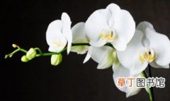 铃兰花怎么种植方法 铃兰花的种植技巧水培