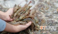 河虾怎么繁殖 河虾怎么繁殖/小河虾怎么养殖