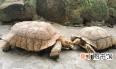 苏卡达龟怎么养 苏卡达陆龟可以养吗