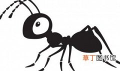 蚂蚁怎么养殖 蚂蚁怎么养才能养活