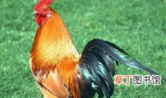 中国最好吃的十大名鸡 中国最好吃的十大名鸡有哪些