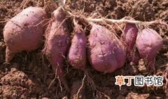 怎么种植红薯 如何种植红薯