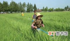 水稻怎么种植 水稻如何种植