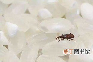 米生虫了还能吃吗,大米生虫子还能吃吗？