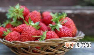 家种草莓怎么种植方法 家种草莓如何种植