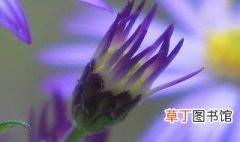 紫菀的养殖方法 怎么养紫菀