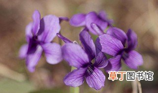 紫罗兰栽培到家中 紫罗兰栽培到家中方法