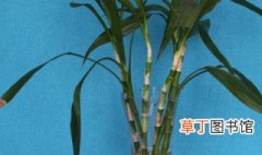 富贵竹的养殖法 富贵竹怎么养