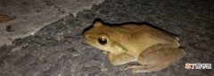 青蛙的脚印是什么形状的，各种动物的脚印像什么形状