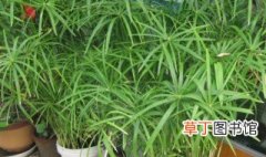 盆栽台湾竹的养殖方法 盆栽台湾竹如何养殖
