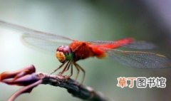 红色蜻蜓象征什么意思 红色蜻蜓象征的意思介绍