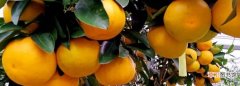 葡萄柚能放多久，葡萄柚怎么保存时间长