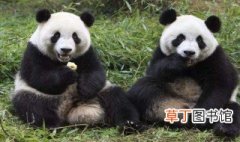 熊猫有几个手指头几个脚趾头 熊猫有几个手指头和几个脚趾头的