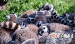 中国那个省动物最多 中国什么省动物最多