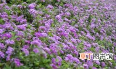 开紫花的草本植物 开紫花的植物有哪些